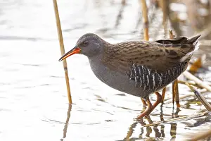 Rail: Water rail (Rallus aquaticus) Germany