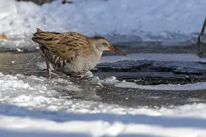 Rail: Water Rail (Rallus aquaticus) at an icehole