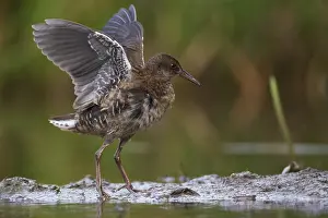 Rail: Water Rail (Rallus aquaticus) juvenile