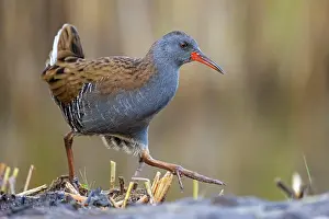Aquaticus: Water Rail (Rallus aquaticus) Middle Elbe Biosphere