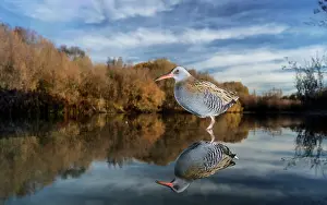 Water rail (Rallus aquaticus) and reflection in
