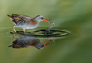 Water rail (Rallus aquaticus) and reflection, Salamanca