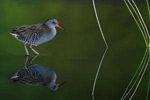 Aquaticus: Water rail (Rallus aquaticus) and reflection, Salamanca