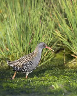 Peat: Water Rail (Rallus aquaticus) standing in a bog