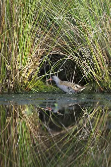 Peat: Water Rail (Rallus aquaticus) wading in a bog l