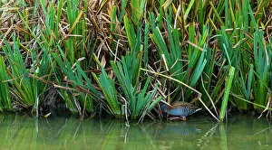 Aquaticus: WATER RAIL - RASCON EUROPEO (Rallus aquaticus)
