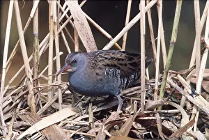Rails: WATER RAIL - in reeds