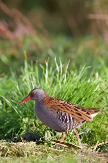 Aquaticus: Water Rail - Single adult bird foraging in grass