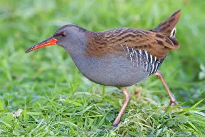 Aquaticus: Water Rail - Single adult bird foraging in grass