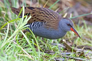 David Kilbey: Water Rail - Single adult bird in reeds by edge of lake