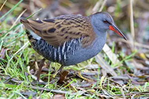 David Kilbey: Water Rail - Single adult bird in reeds by edge of lake