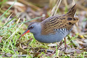 David Kilbey: Water Rail - Single adult bird in reeds by edge of lake