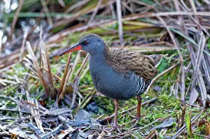 Aquaticus: Water Rail - standing in open
