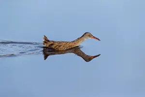 Aquaticus: Water Rail - Wading - Isles of Scilly - UK