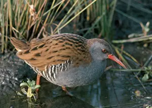 Aquaticus: Water Rail - By water and reeds