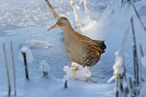 Rail: Water Rail Winter
