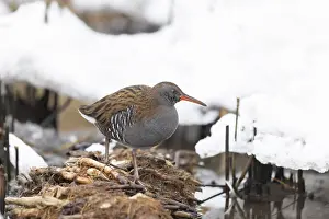 Rail: Water Rail Winter