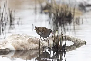 Rail: Water Rail Winter