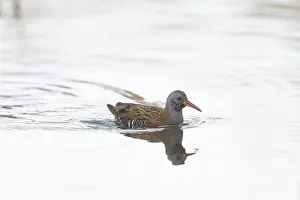 Rail: Water Rail Winter