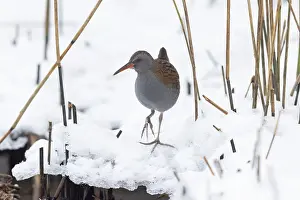 Rail: Water Rail Winter