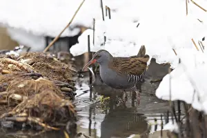 Rail: Water Rail Winter