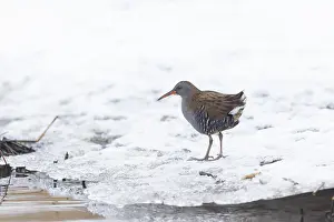 Rail: Water Rail Winter