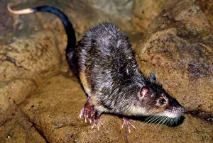 Chrysogaster: WATER RAT - on creek bank