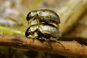 Sinuatus: Water scavenger beetle (Laccobius sinuatus) in a