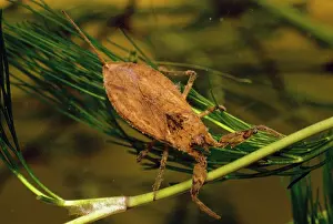 Scorpions: Water Scorpion