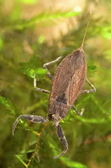 Scorpions: Water Scorpion