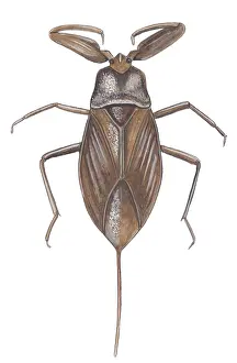 Nepa: Water-scorpion