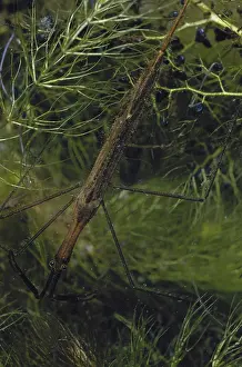Stick: Water Scorpion