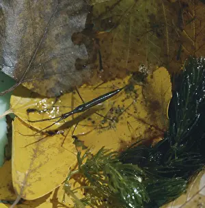 Stick: Water Scorpion