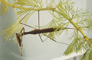 Stick: Water Scorpion with Prey