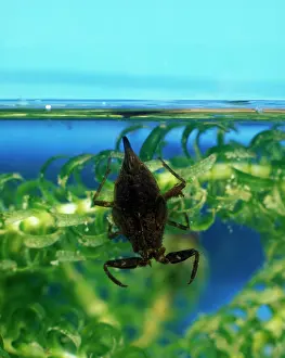 Scorpions: Water scorpion waits amongst water weed for prey