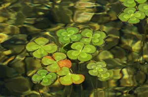 Introduced: Water shamrock - an aquatic fern