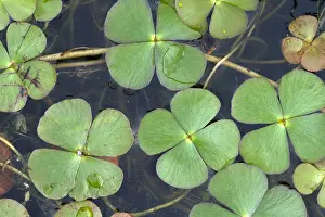 Shamrock: Water Shamrock (Marsilea quadrifolia)