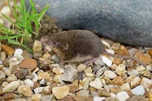 Shrews: Water Shrew
