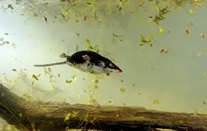 Shrew: Water shrew