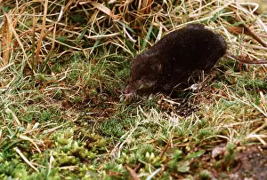 Shrews: WATER SHREW