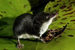 Shrews: Water shrew, adult, on alert while devouring a