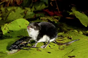 Shrews: Water shrew, adult, on alert while devouring a