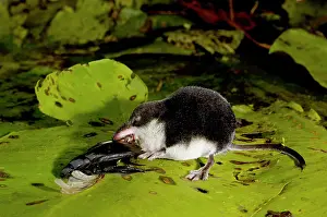 Shrews: Water shrew, adult, devours a water beetle