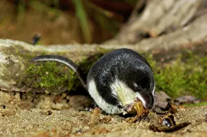 Shrews: Water shrew, adult, devours a water beetle (a predatious