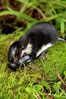 Shrews: Water shrew, adult, devours a water beetle (a predatious