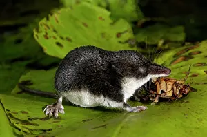 Shrews: Water shrew, adult, devours a water beetle (a predatious