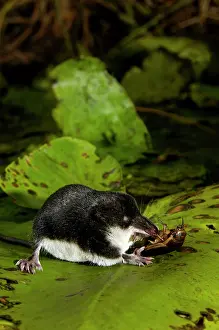 Shrews: Water shrew, adult, devours a water beetle (a predatious