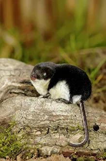 Shrews: Water shrew, adult, rests after a meal (as it consumes