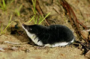 Shrews: Water shrew, adult, searches for food;