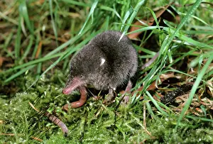 Shrews: WATER SHREW - eating a worm